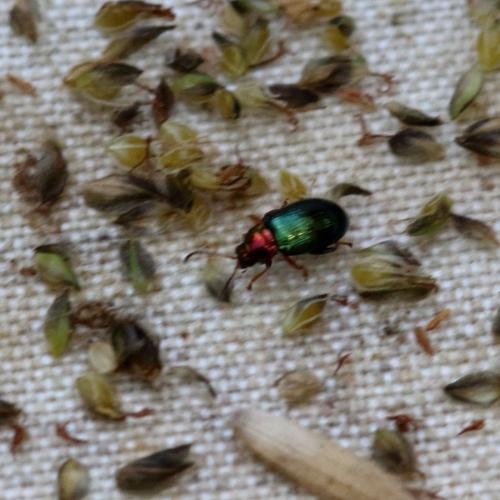 Réf. 345 903 : Crepidodera aurata